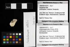 Foto (Objekt + Etiketten) von Ambulocapsa altilis (Robins, 2013) 